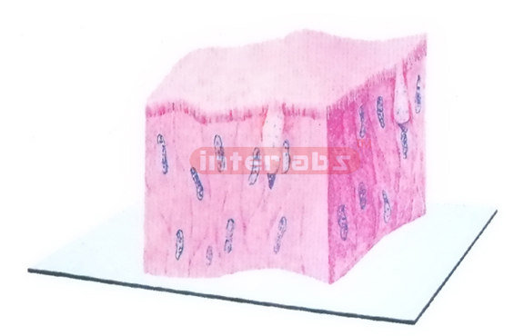 DIMENSIONAL MODEL OF HUMAN PSEUDOSTRATIFIED CILIATED COLUMNAR EPITHELIUM